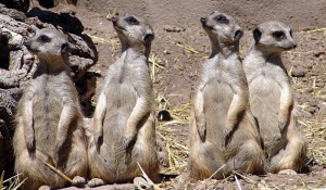 A community of meerkats 300x175 The Desert Comes Alive in Palm Desert California