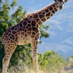 Baby Giraffe at Living Desert Palm Desert California