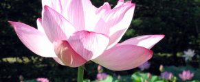 lotus at Kenilworth Gardens, DC