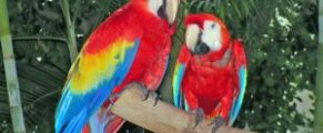 parrot refuge center on Vancouver Island