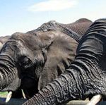 Elephants at Elephant Sanctuary south africa