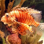 Lionfish Lionfish