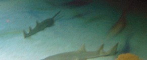 sharks