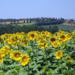 Sunflowers-in-Tuscany-July-2009- Sunflowers in Tuscany