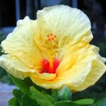 Hawaii hibiscus tropical flower