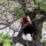 Rooster in the tree in Kauai