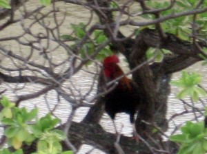 Rooster in the tree in Kauai