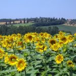 Sunflowers, Tuscany 2009