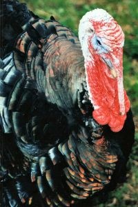 Thanksgiving turkey