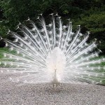 white peacock on Isola Madre A white peacock struts his stuff for the camera