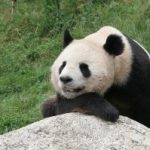 panda.jpg