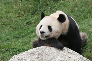 panda