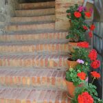 Tuscany flowers in Tuscany