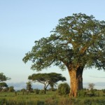 luxurylodgeTanzaniaSwala09.jpg luxurylodgeTanzaniaSwala09.jpg
