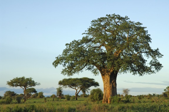 luxury-lodge-Tanzania-Swala-09