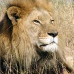 Lion on safari