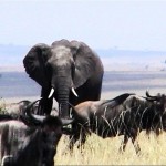 Elephant among the gnu in Kenya