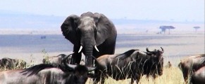 Elephant among the gnu in Kenya