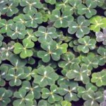 shamrock clover for St Patricks Day shamrock clover for St Patricks Day