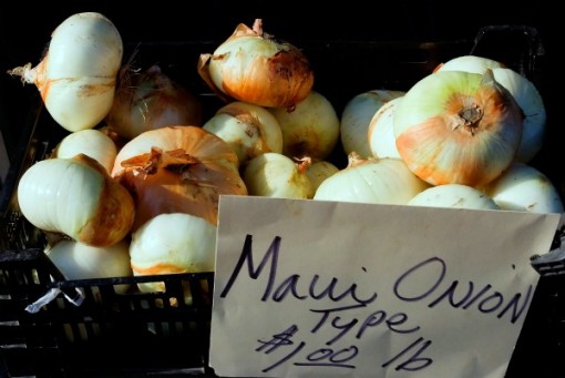 Huge Maui Onions 510x341 Sweet Island Goodness at Maui Onion Festival