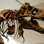 T-Rex Guarding at Royal Ontario Museum in Toronto