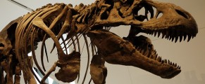 T-Rex Guarding at Royal Ontario Museum in Toronto