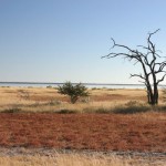 Etosha National Park in Namibia