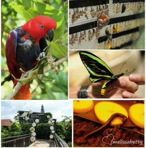 Nature at Sentosa Singapore