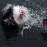 Great white shark in Cape Town South Africa
