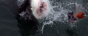 Great white shark in Cape Town South Africa