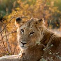 lioness on african safari