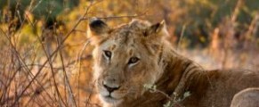 lioness on african safari