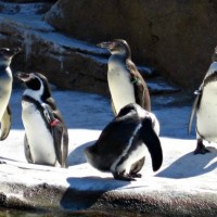 Humboldt penguins at Woodland Park Zoo