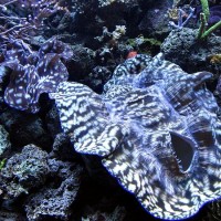 Seattle Aquarium Seattle Aquarium