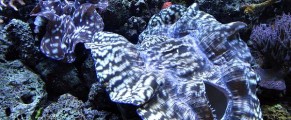 Seattle Aquarium