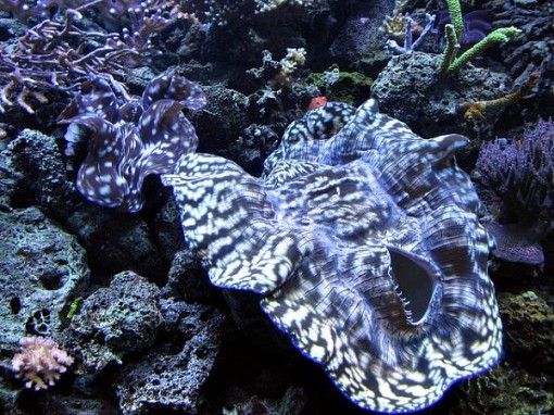 Seattle Aquarium Seattle Aquarium
