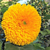 flowers for May Day