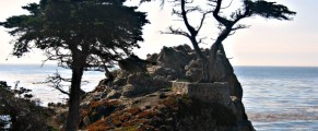 Cyprus trees along big sur