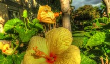 yellow hibiscus in Hawaii