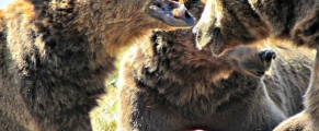 3 brown bears and popsicle at Wildlife Safari in Winston Oregon