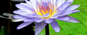 water lily at banjaran ipoh malaysia
