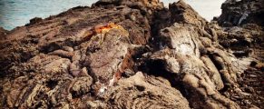 lava rocks on Hawaii