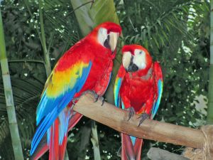 parrot refuge center on Vancouver Island