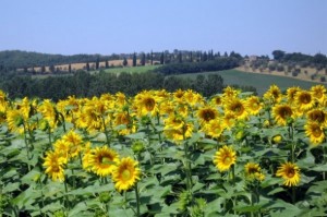 Sunflowers in Tuscany