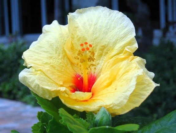 Hawaiian hibiscus