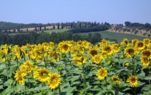 Sunflowers, Tuscany 2009
