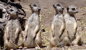 A community of meerkats