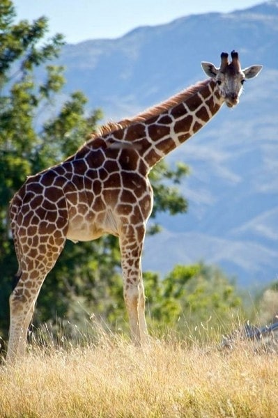Baby Giraffe at Living Desert Palm Desert California
