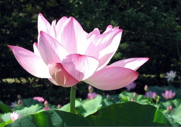 lotus at Kenilworth Gardens, DC