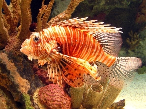 Lionfish